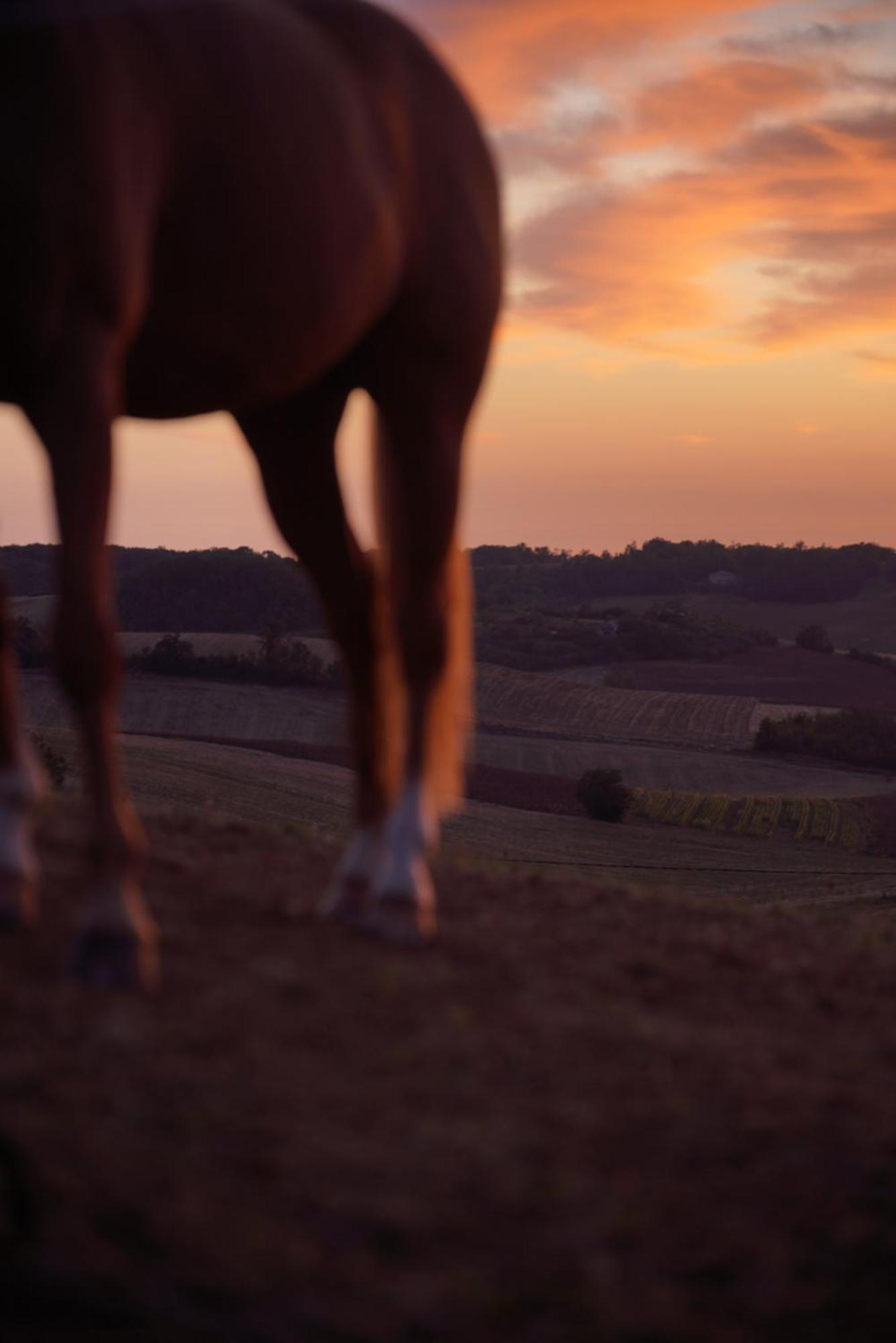 Logement Entier De Charme, Gite Equestre Gers Flamarens Buitenkant foto