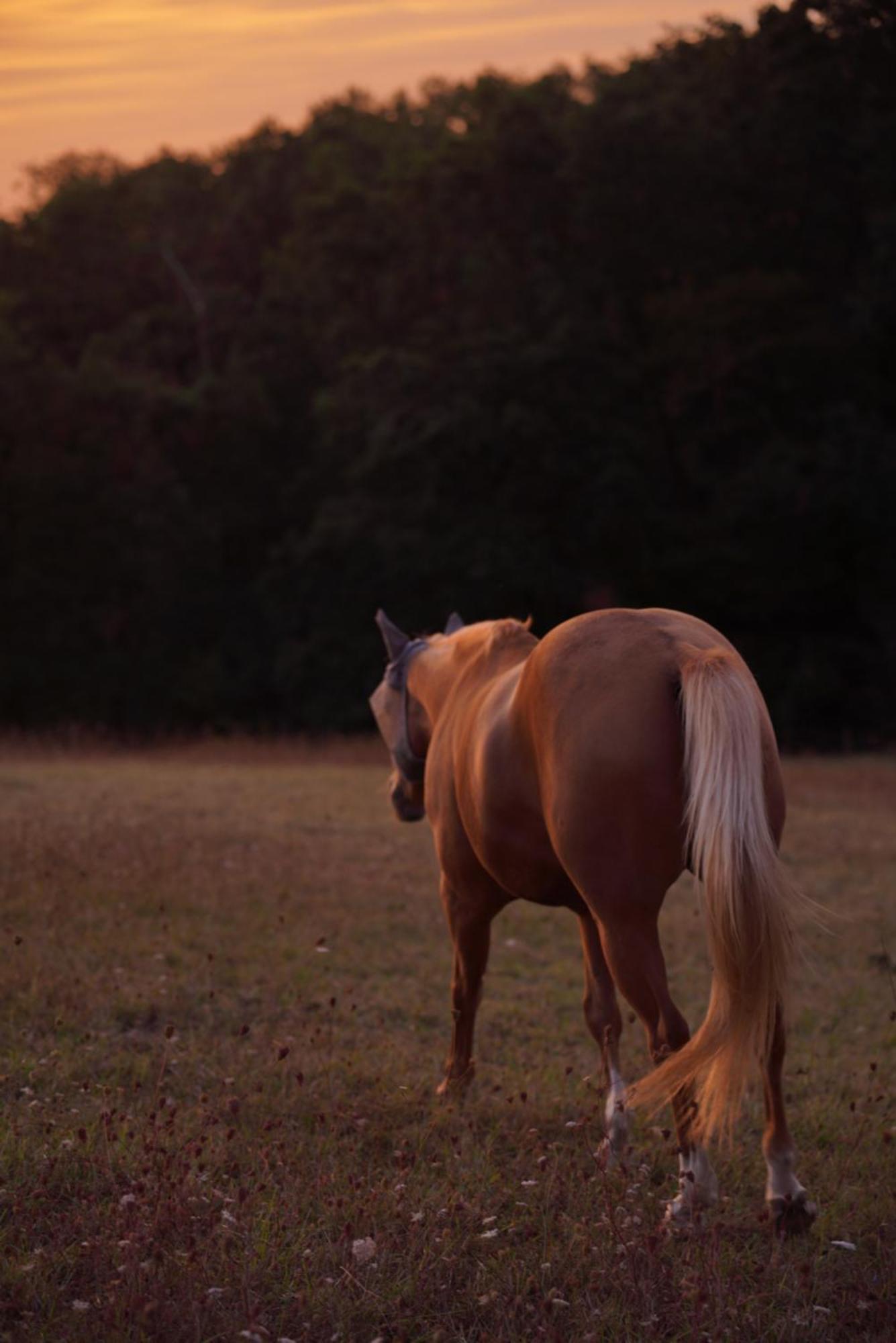 Logement Entier De Charme, Gite Equestre Gers Flamarens Buitenkant foto