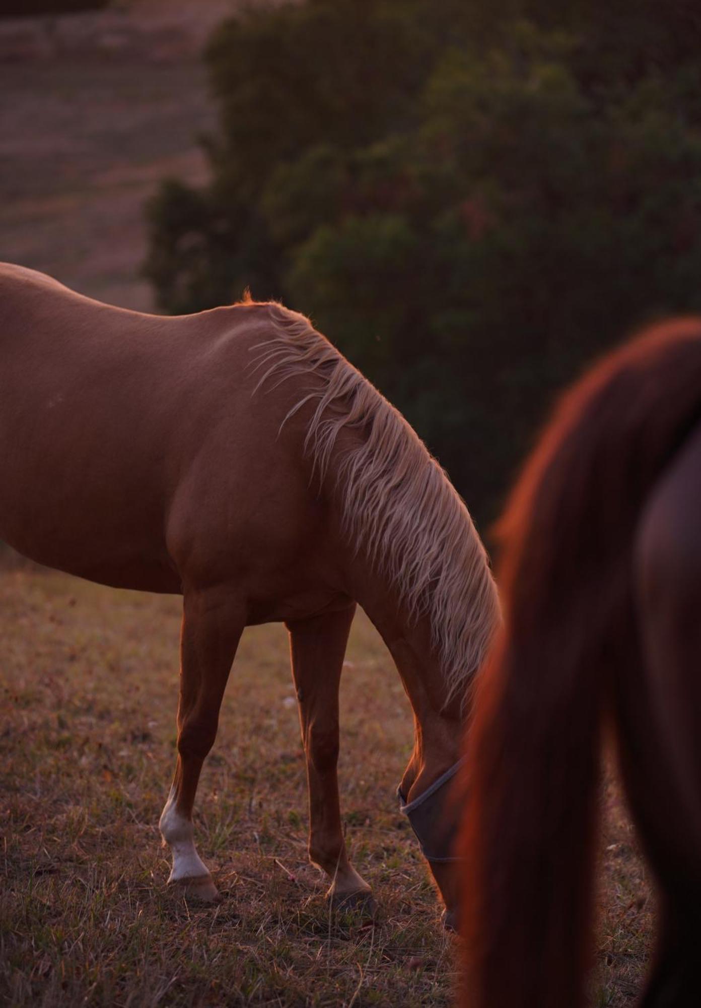 Logement Entier De Charme, Gite Equestre Gers Flamarens Buitenkant foto