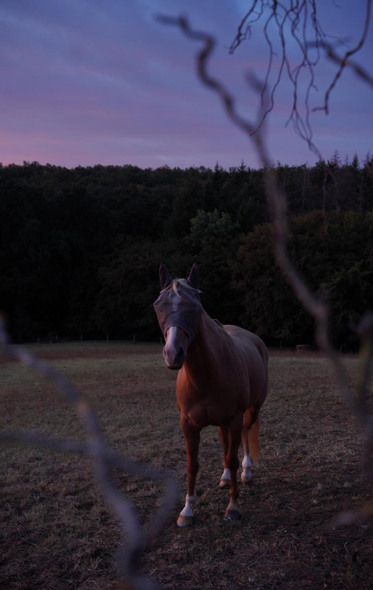 Logement Entier De Charme, Gite Equestre Gers Flamarens Buitenkant foto