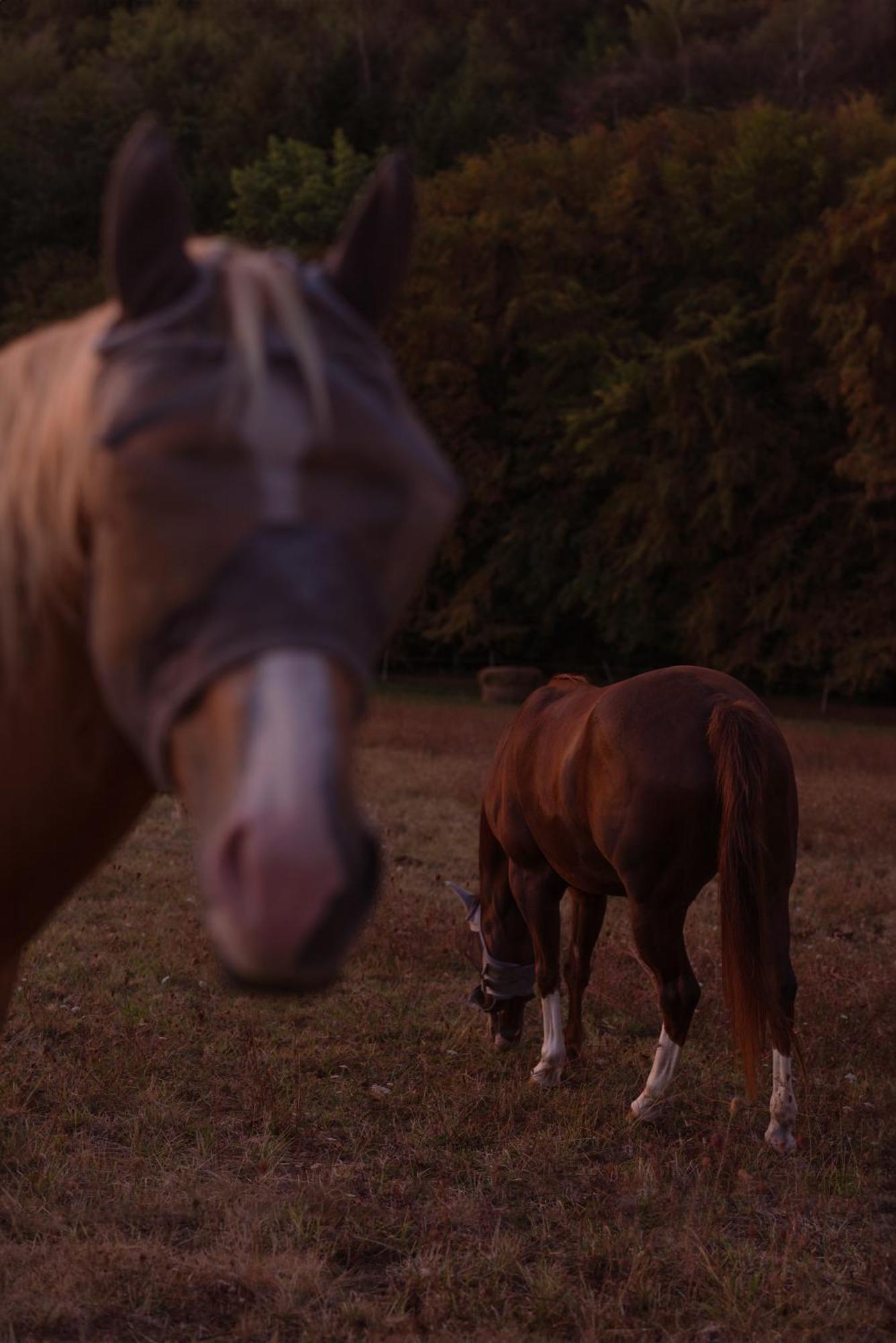 Logement Entier De Charme, Gite Equestre Gers Flamarens Buitenkant foto