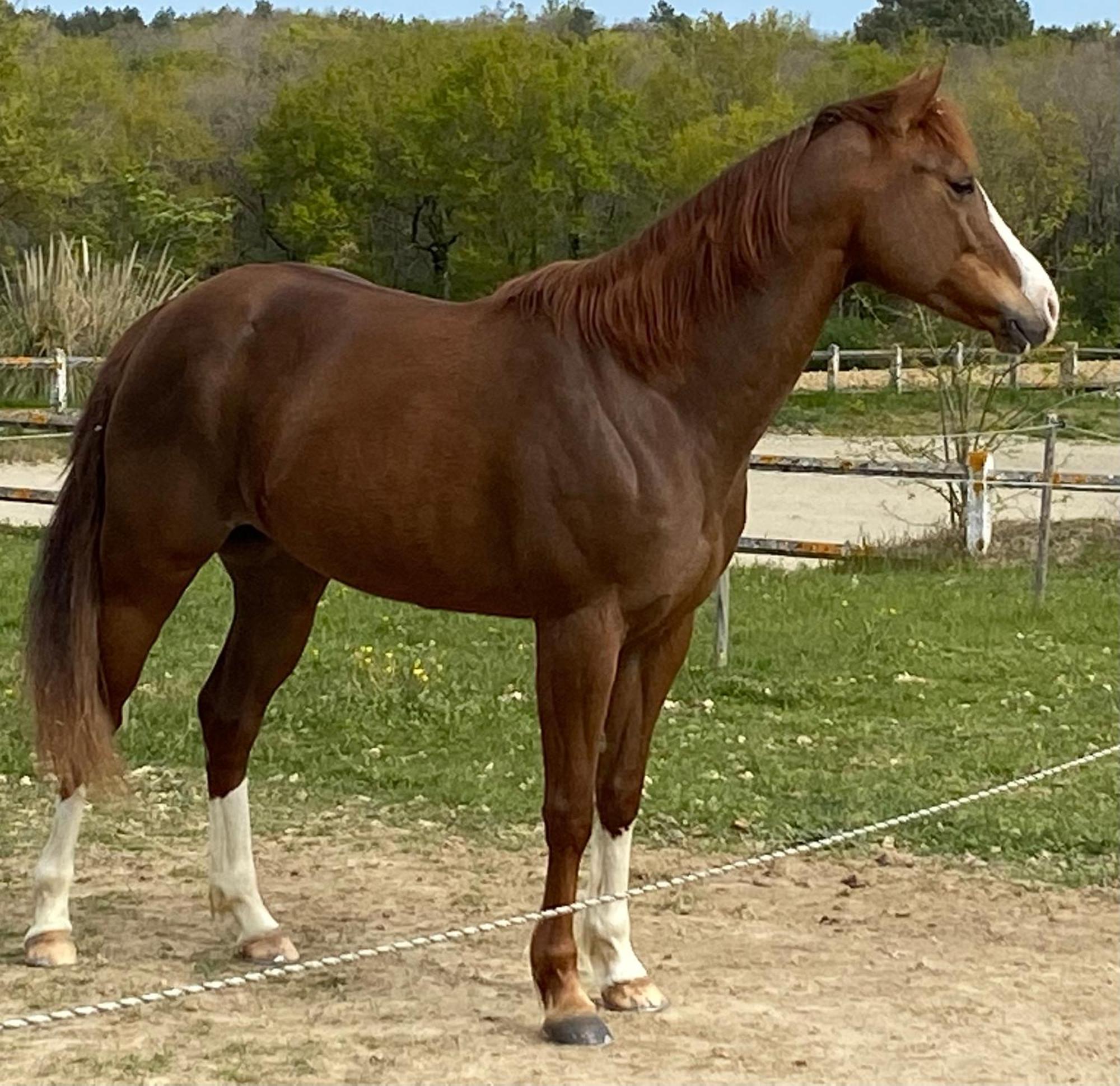 Logement Entier De Charme, Gite Equestre Gers Flamarens Buitenkant foto